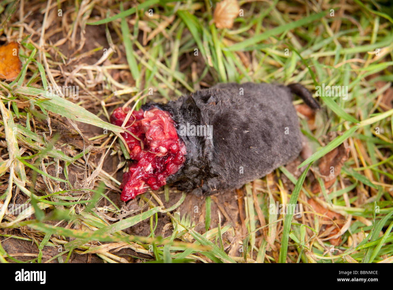 dead rodent on grass Stock Photo
