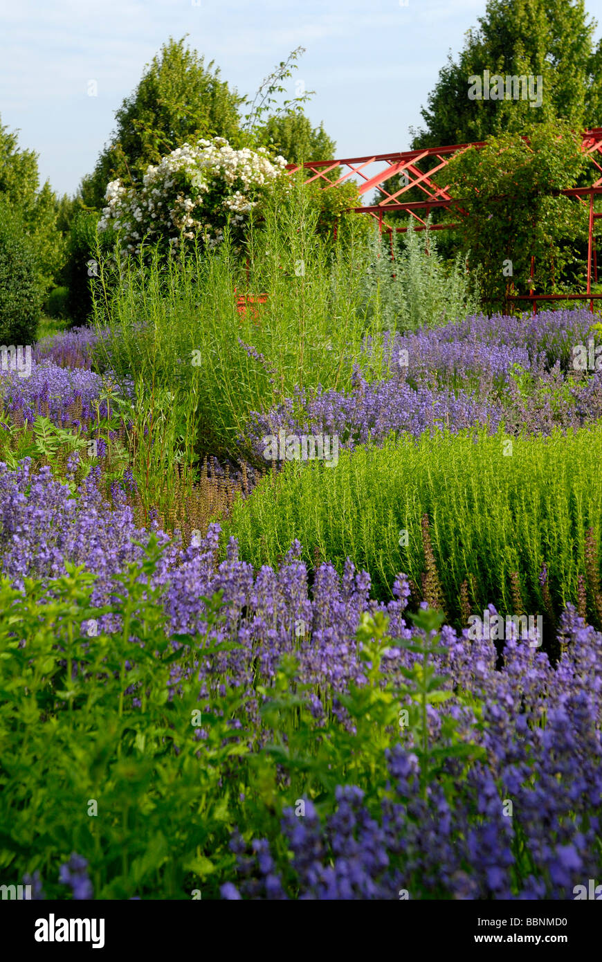 lavender Lavandula angustifolia garden flowers Stock Photo