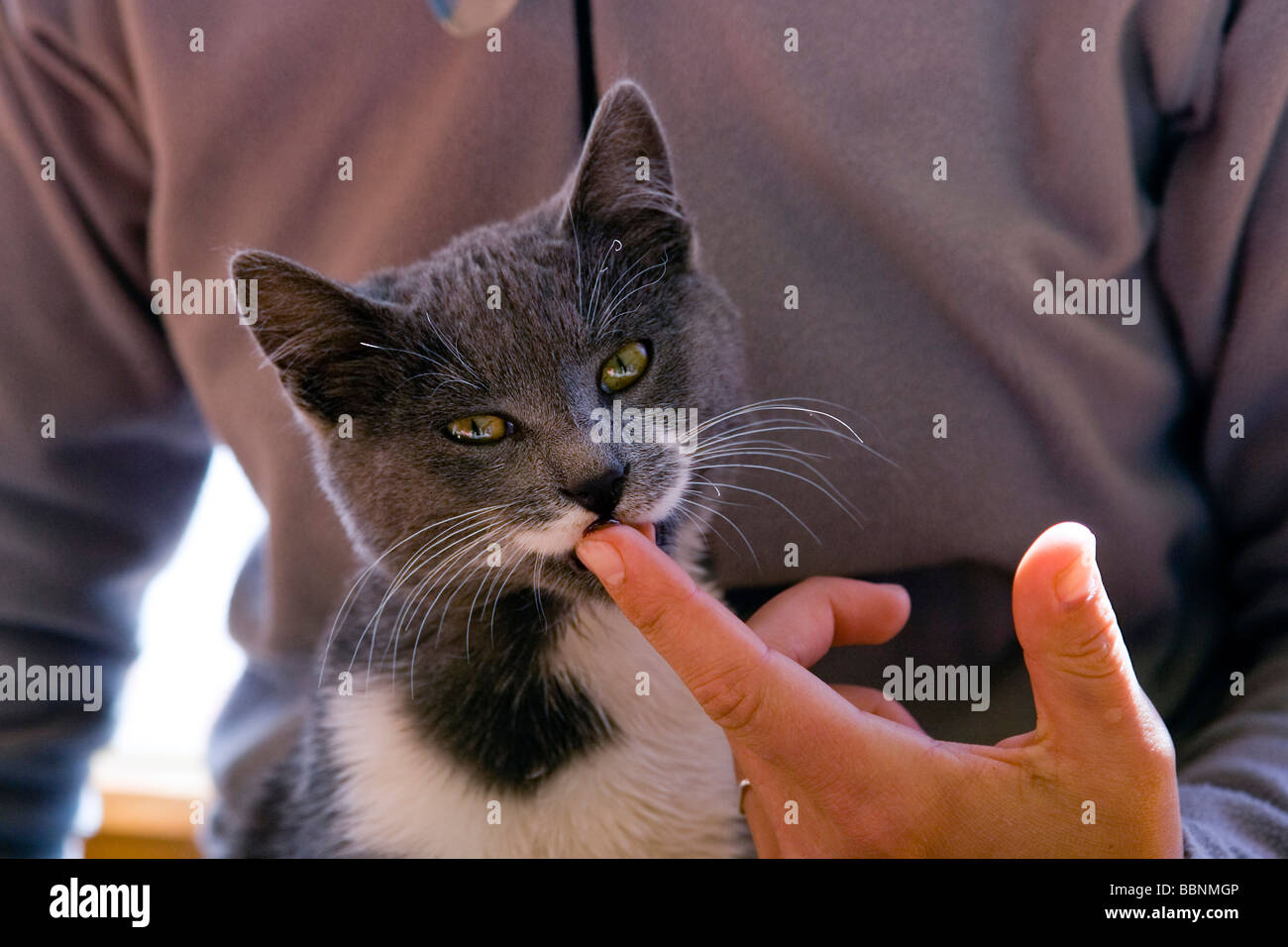 Cat licking finger Stock Photo Alamy
