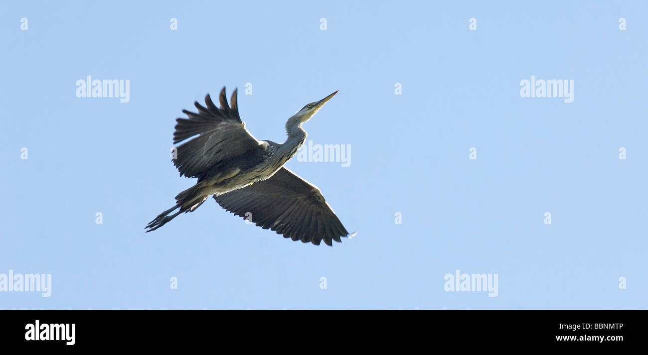 Grey heron in flight Stock Photo