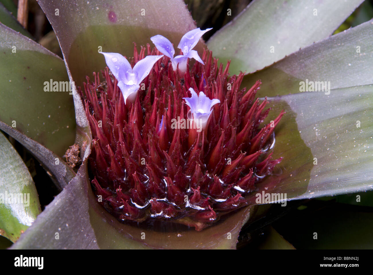 botany, Nidularium burchellii, flowering, Additional-Rights-Clearance-Info-Not-Available Stock Photo