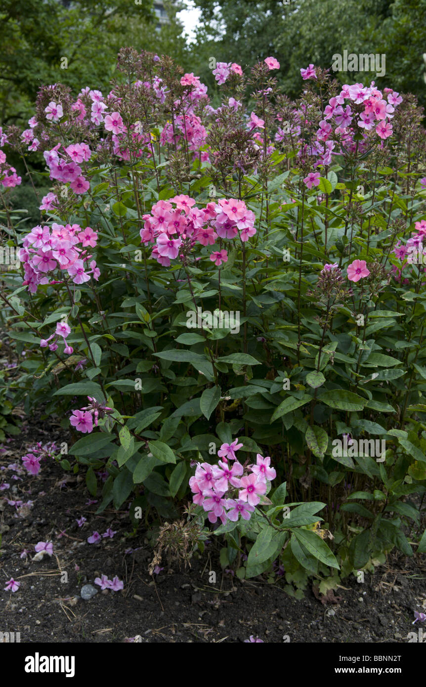 botany, garden phlox (phlox paniculata), Additional-Rights-Clearance-Info-Not-Available Stock Photo