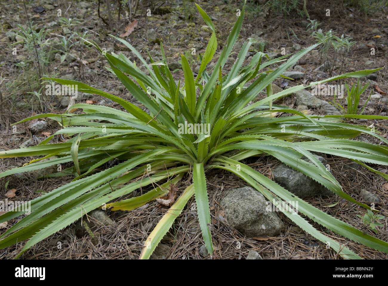 botany, Eryngium aquifolium, Argentina, Additional-Rights-Clearance-Info-Not-Available Stock Photo