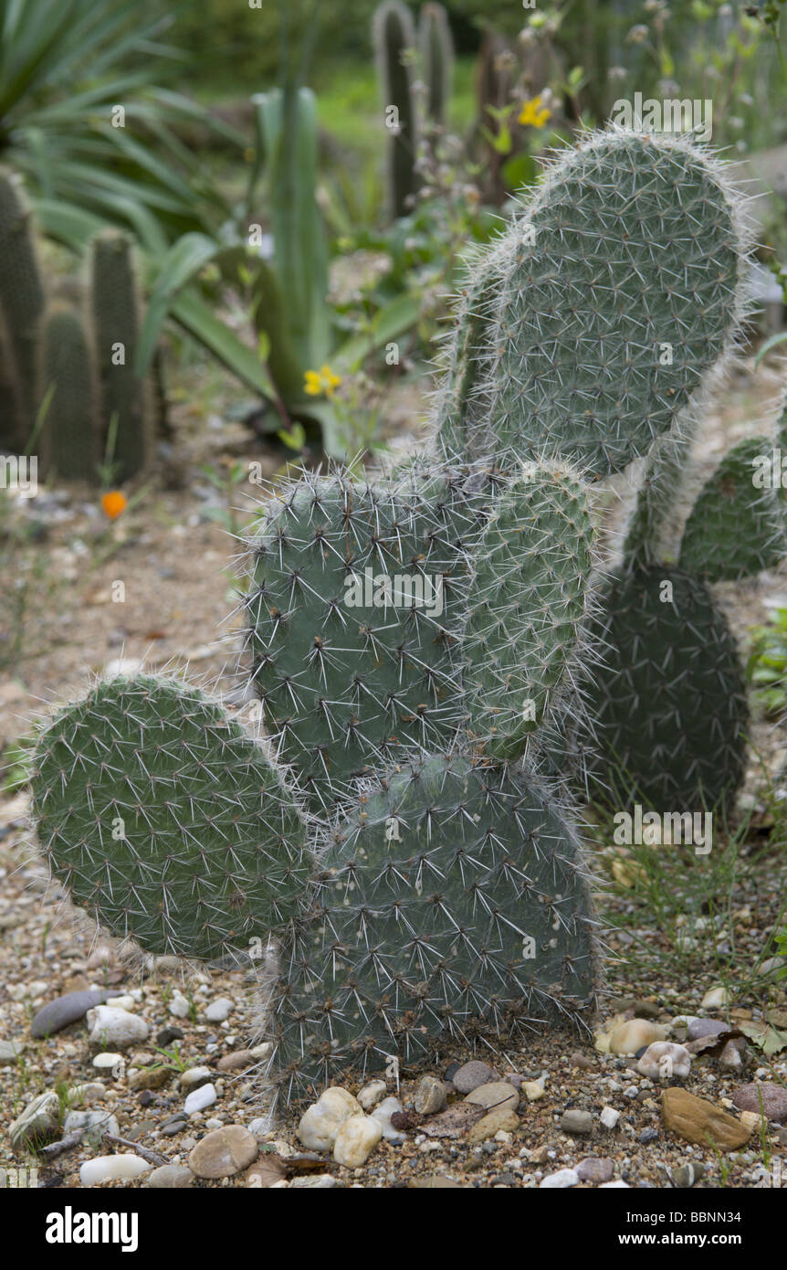 botany, cactusses, prickly pears (Opuntia pilifera), Additional-Rights-Clearance-Info-Not-Available Stock Photo