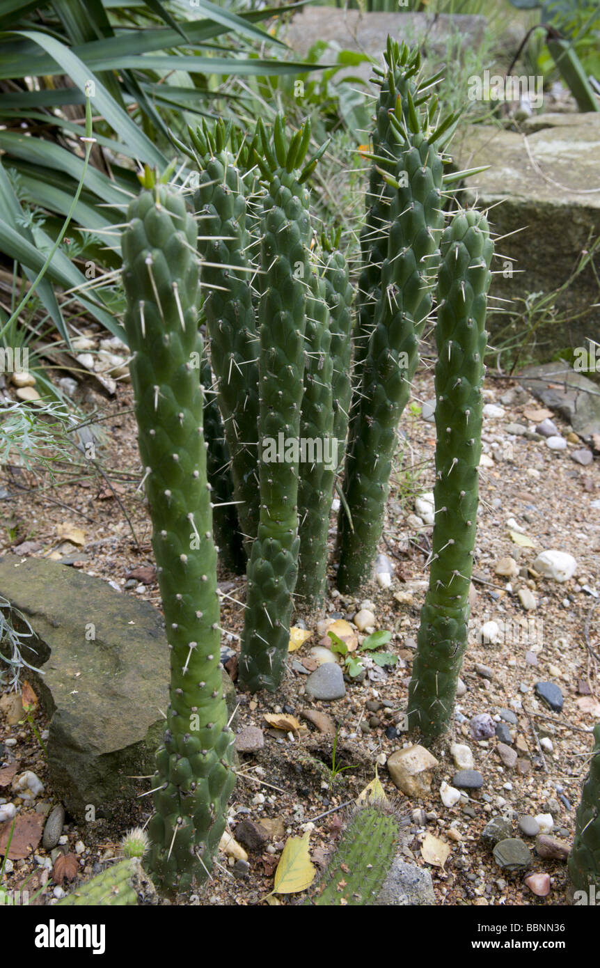 botany, cactuses, Austrocylindropuntia subulata, Muehlenpfordt, Additional-Rights-Clearance-Info-Not-Available Stock Photo