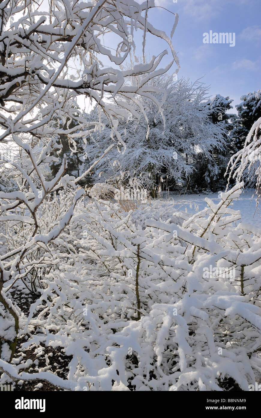 garden in wintertime with snow Stock Photo