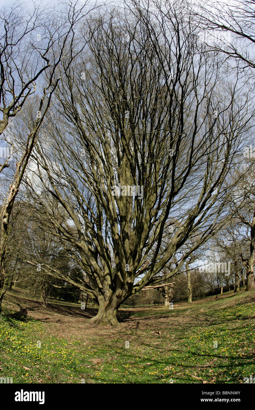 Carpinus betulus Fastigiata Pyramidialis Common Hornbeam Stock Photo