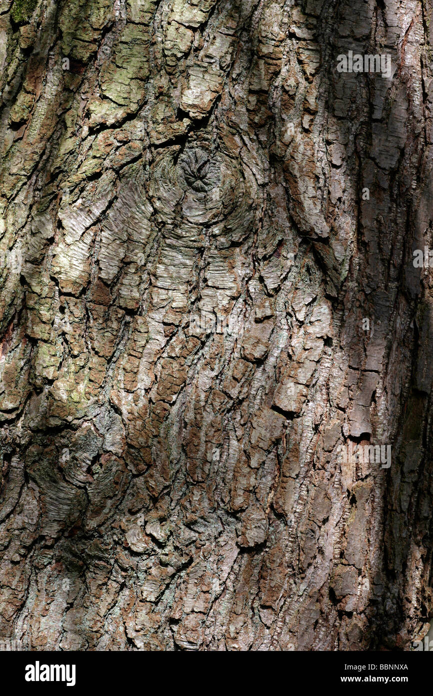 Nothofagus nervosa Southern Beech Tree trunk bark Stock Photo