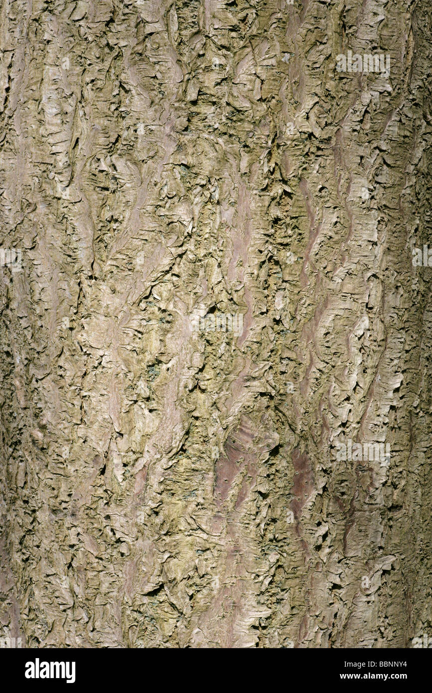 Phellodendron amurense Amur cork tree bark Stock Photo Alamy