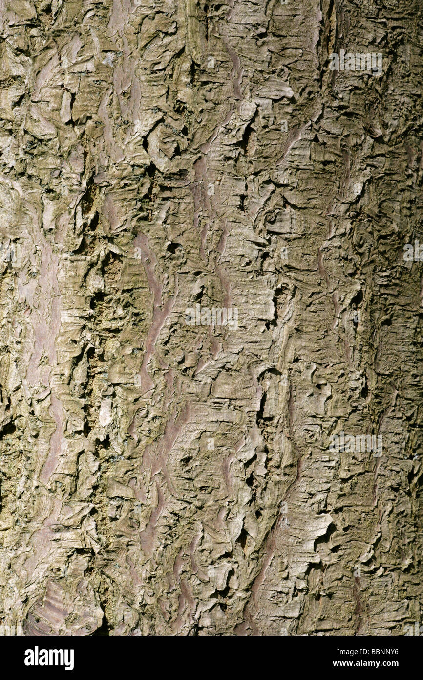 Phellodendron amurense Amur cork tree Trunk bark Stock Photo Alamy