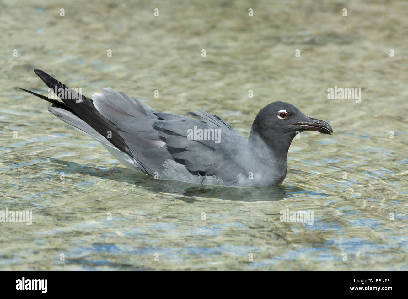 Lava Gull (Larus fuliginosus) female in tidal water, Darwin Bay, Genovesa Tower Island, Galapagos Islands Ecuador Stock Photo