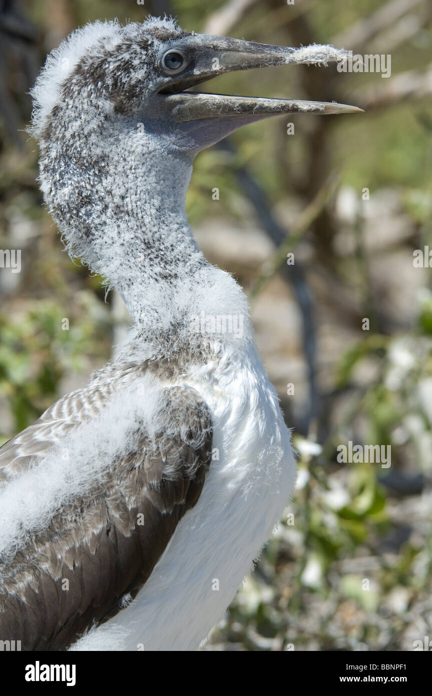 Masked Booby (Sula dactylatra granti) immature keeps cool in the heat of the day by gasping Genovesa Tower Island, Galapagos Stock Photo