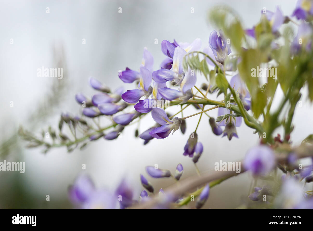 Wisteria floribunda domino hi-res stock photography and images - Alamy