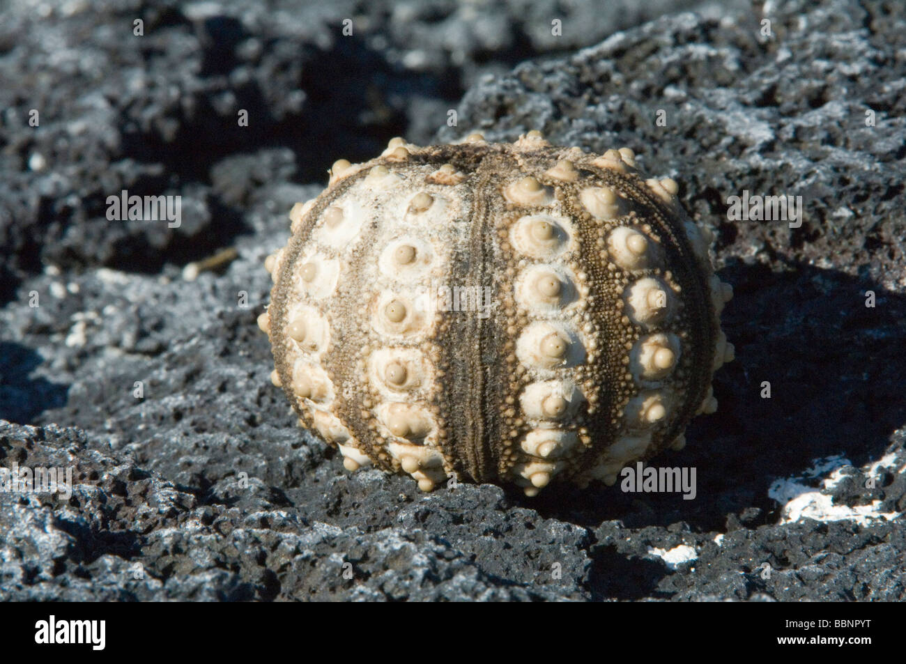 Pencil-spined sea urchin (Eucidaris thouarsii) shell placed on lava rock Punta Espinosa, Galapagos Islands, Ecuador Stock Photo
