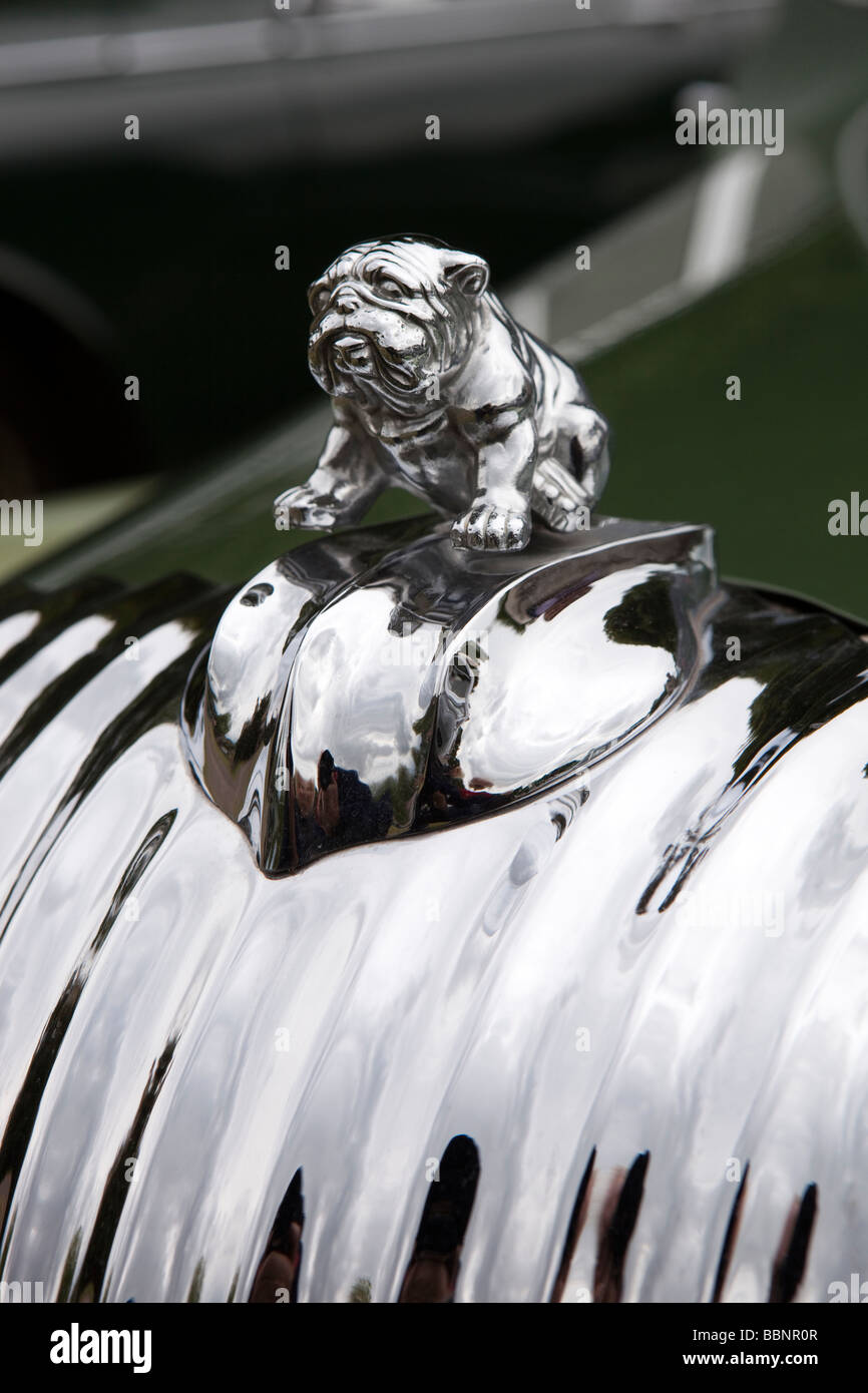 Motoring chromed bulldog mascot on front of classic 1950s Daimler Lanchester vehicle Stock Photo
