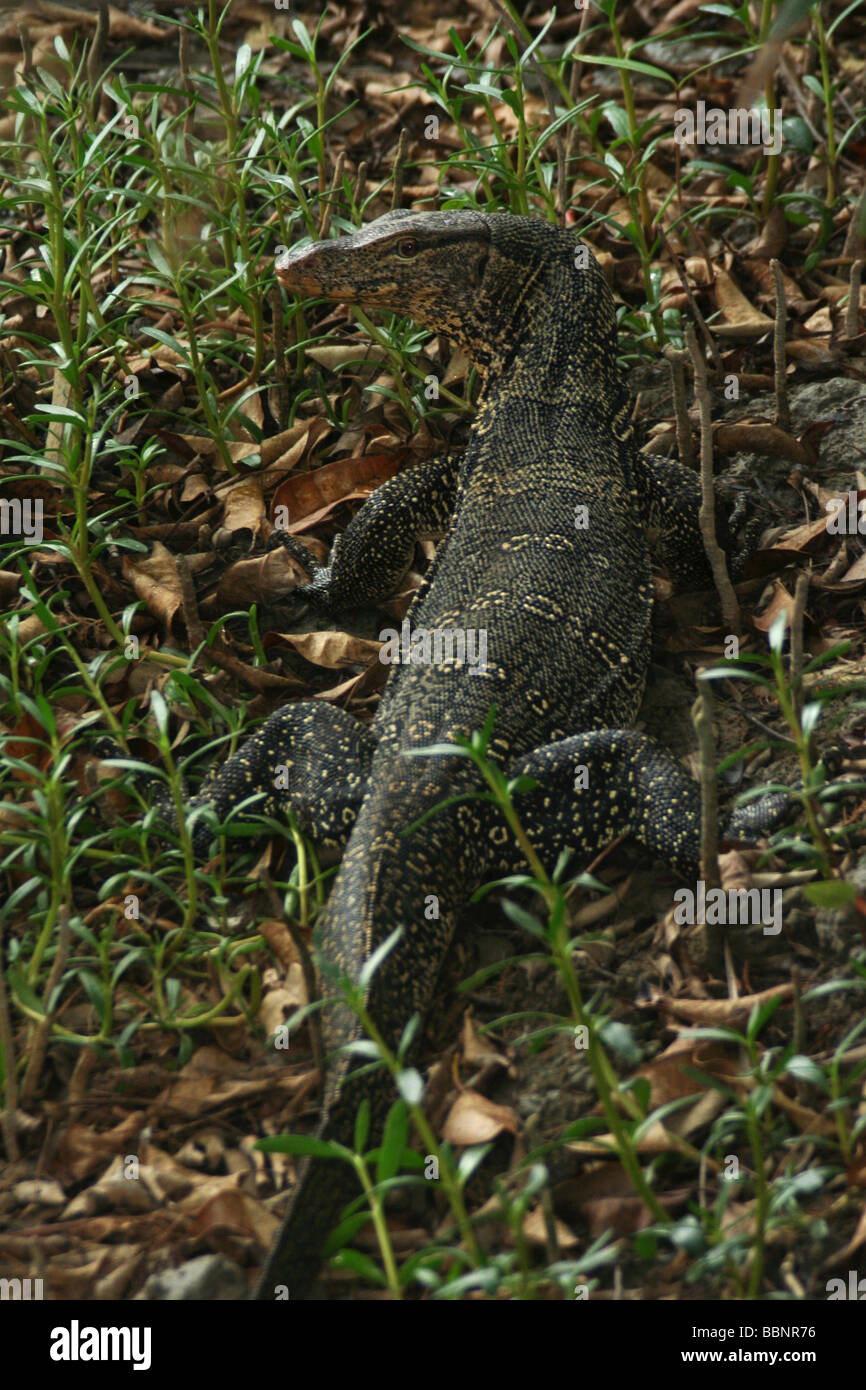 Monitor Lizard, India Stock Photo