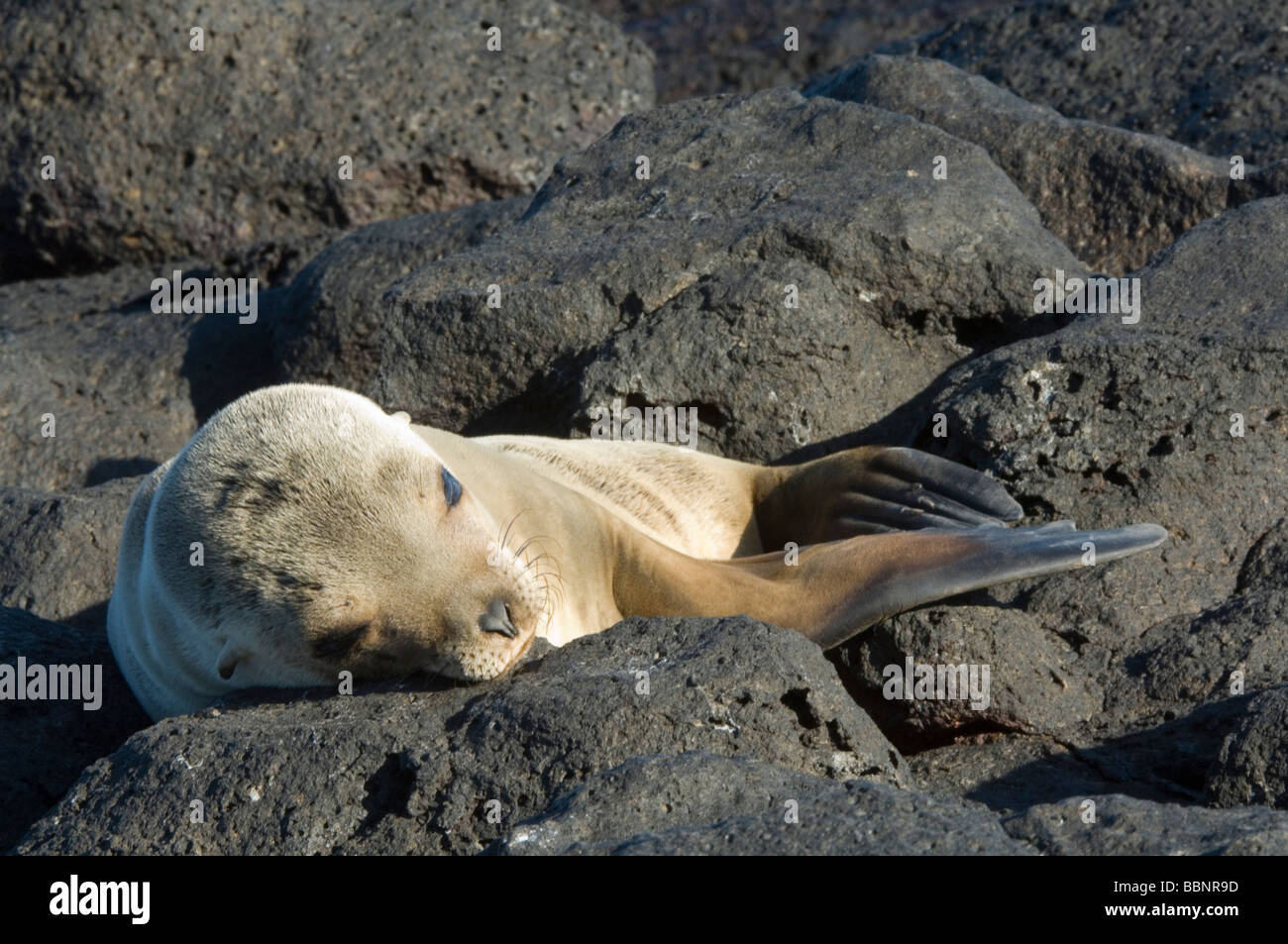 Galapagos sea lion (Zalophus wollebacki) pup sleeping on lava rock Maquero Galapagos Stock Photo