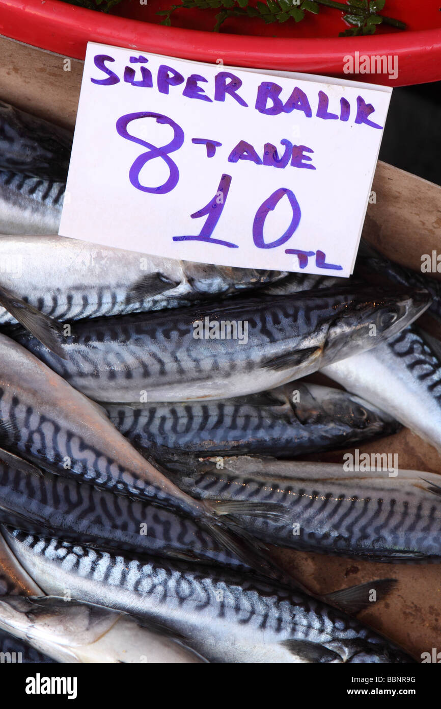Istanbul Turkey fresh fish for sale mackerel at the Karakoy fish market