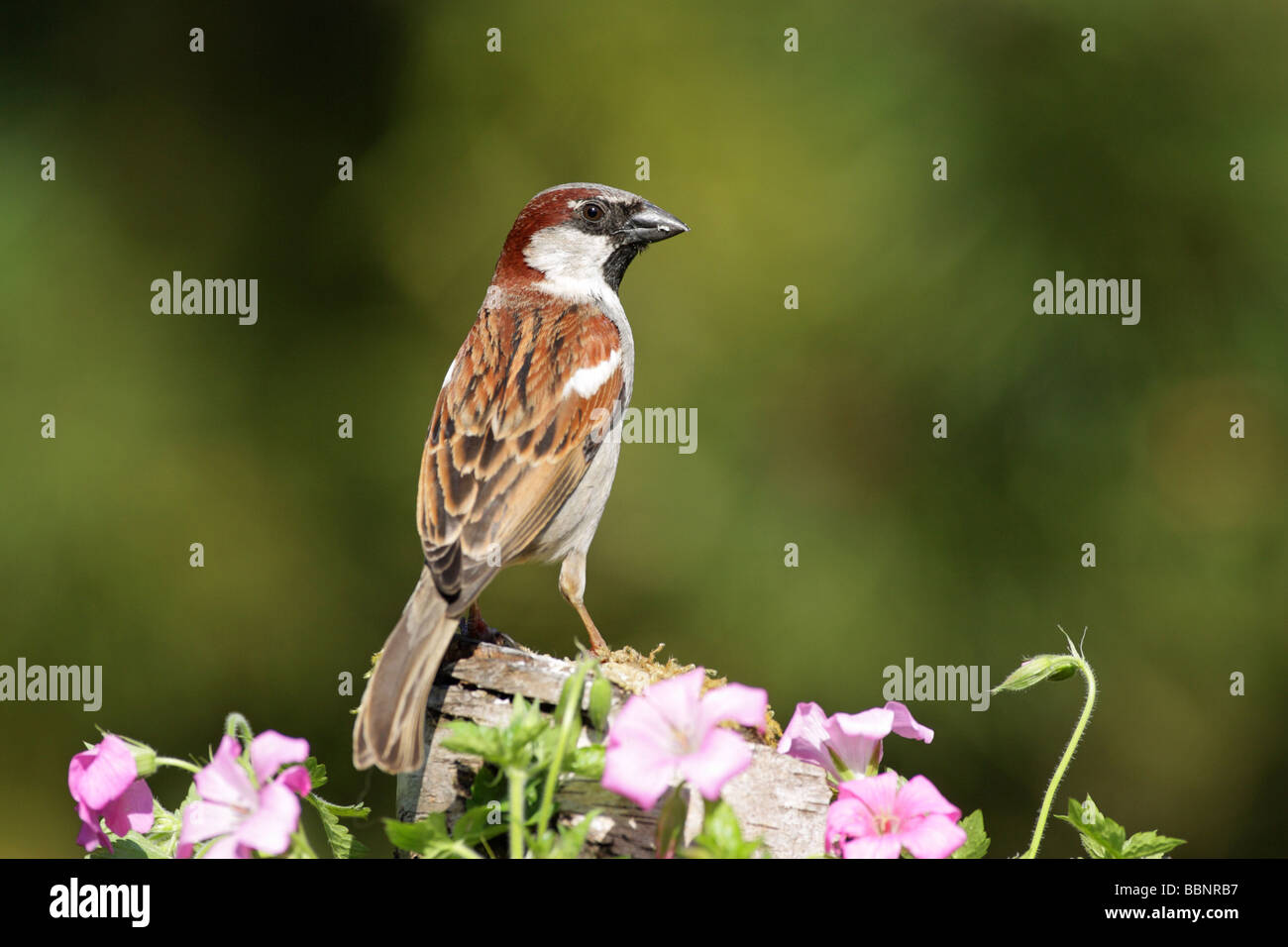 House Sparrow Passer domesticus male perched on an old silver birch log surrounded by pink geranium flowers Stock Photo