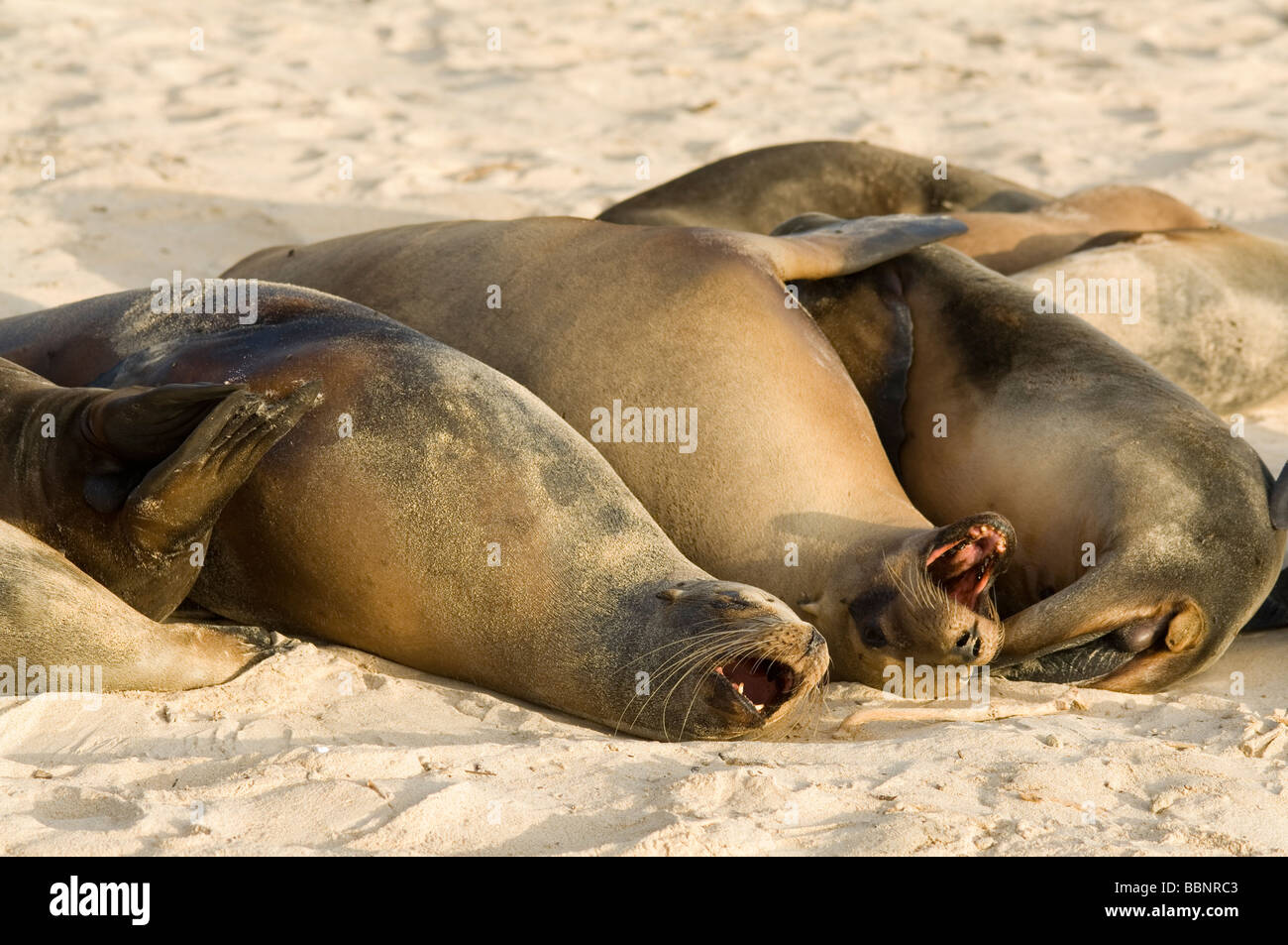 Galapagos sea lion (Zalophus wollebacki) group resting on the beach Santa Fe Galapagos Stock Photo