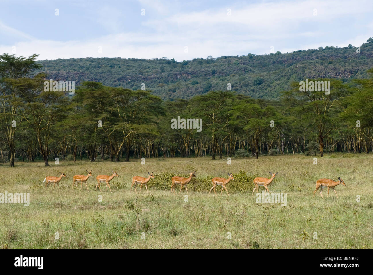 herd of female Impalas in a line Aepyceros melampus NAKURU NATIONAL PARK KENYA EAST Africa Stock Photo