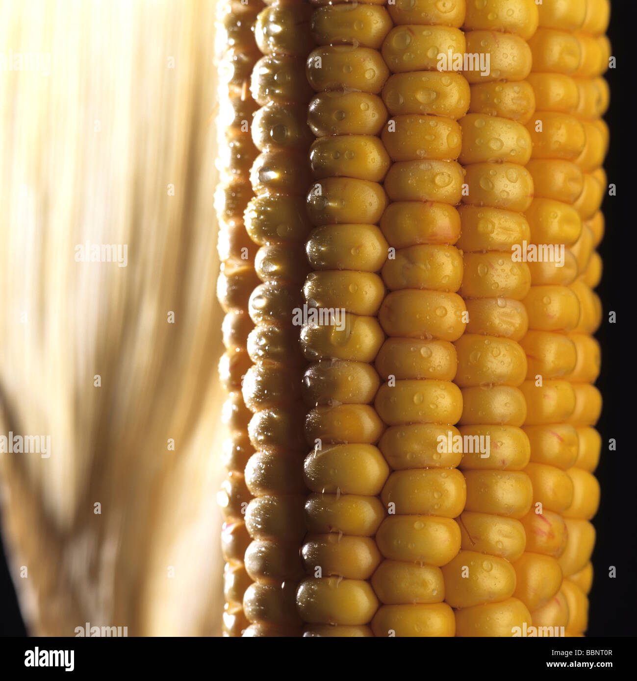 Ear of maize or Corn cob Stock Photo Alamy