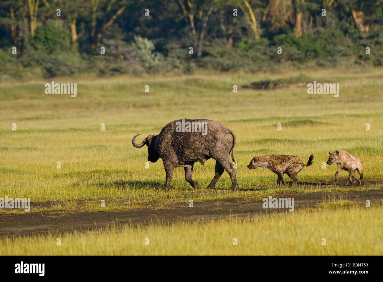 Spotted Hyenas hunting an African Buffalo Crocuta crocuta NAKURU NATIONAL PARK KENYA EAST Africa Stock Photo