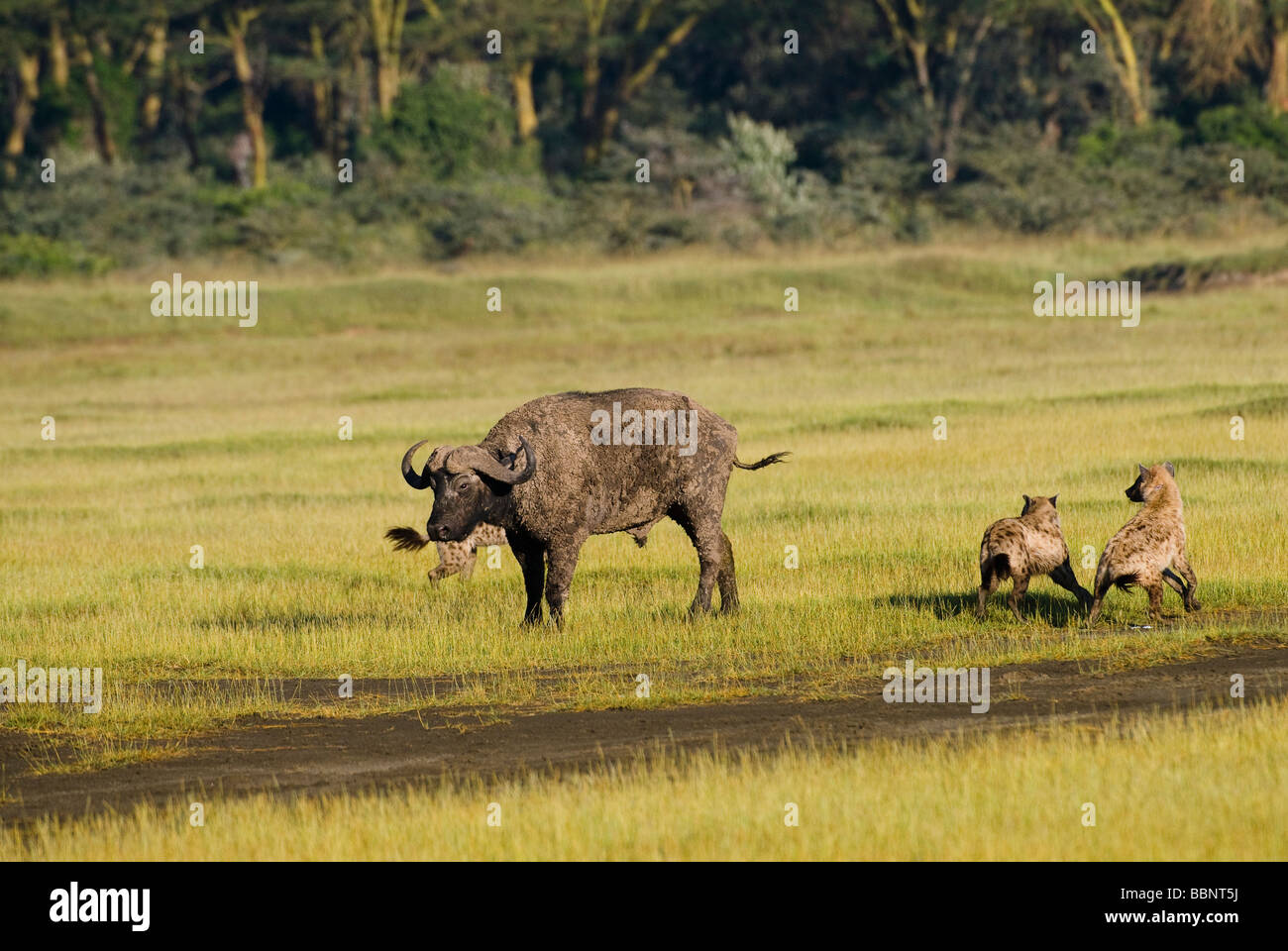 Spotted Hyenas hunting an African Buffalo Crocuta crocuta NAKURU NATIONAL PARK KENYA EAST Africa Stock Photo