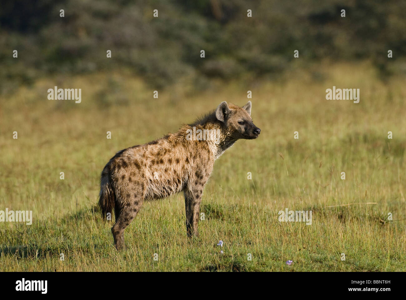 Spotted Hyena Crocuta crocuta NAKURU NATIONAL PARK KENYA EAST Africa Stock Photo