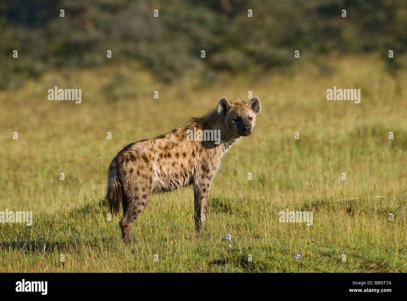 Spotted Hyena Crocuta crocuta NAKURU NATIONAL PARK KENYA EAST Africa Stock Photo