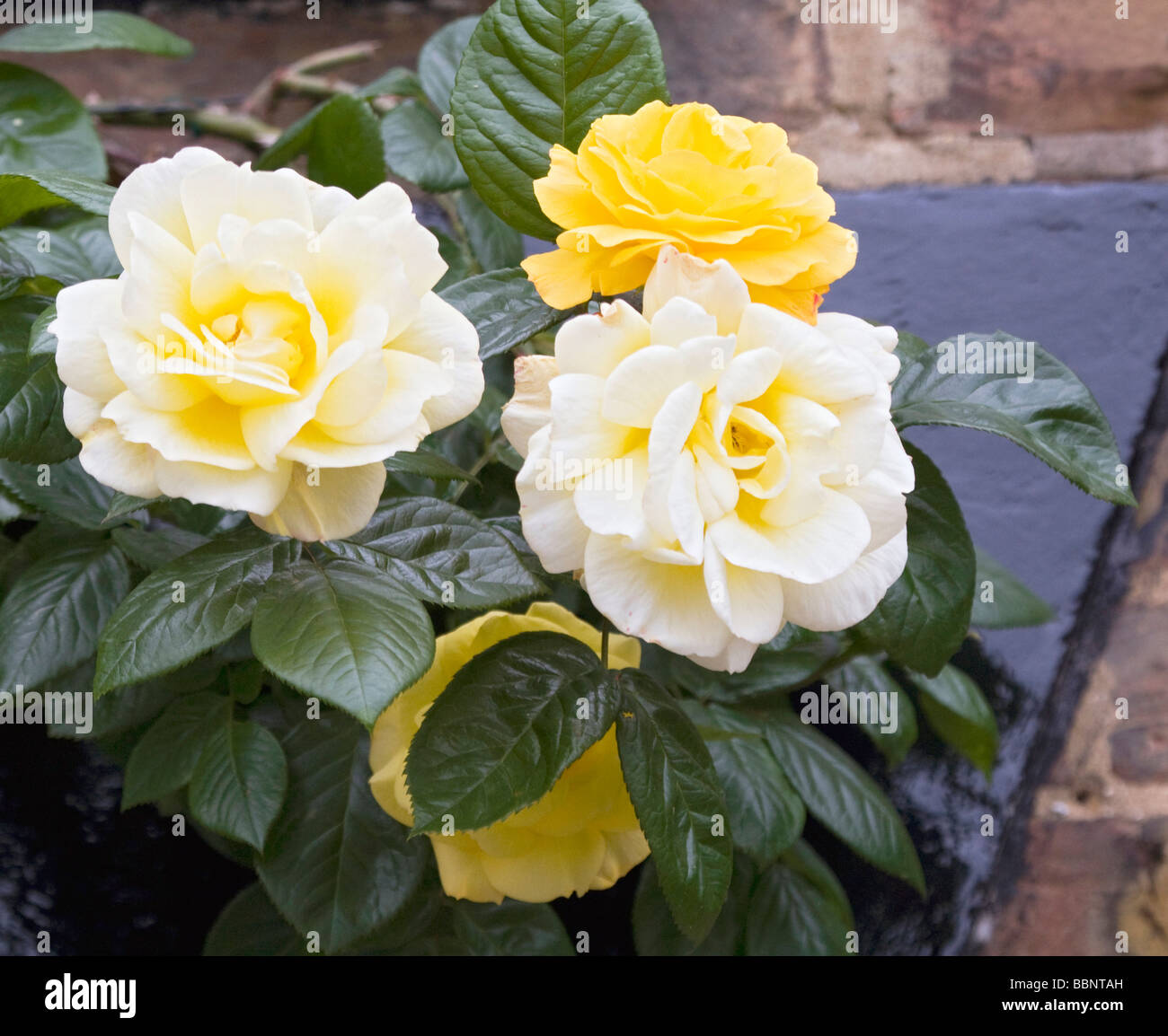Yellow climbing roses hi-res stock photography and images - Alamy