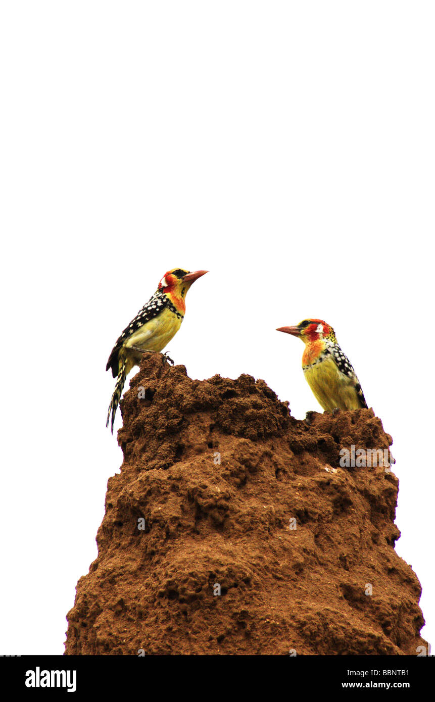 Africa Ethiopia Red and yellow Barbet Trachyphonus erythrocephalus sitting on a termite hill Stock Photo