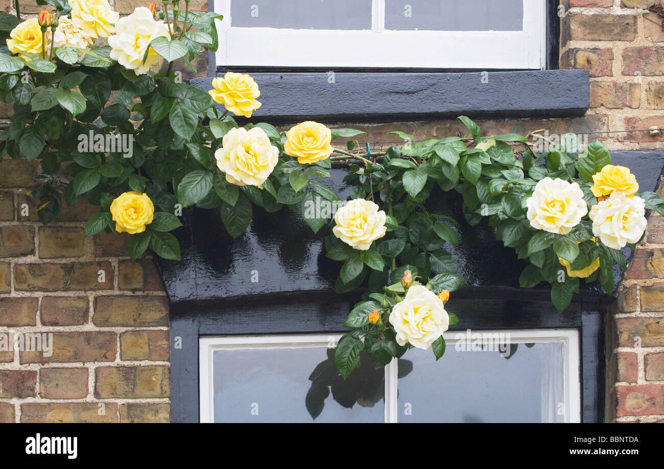 Yellow climbing roses hi-res stock photography and images - Alamy