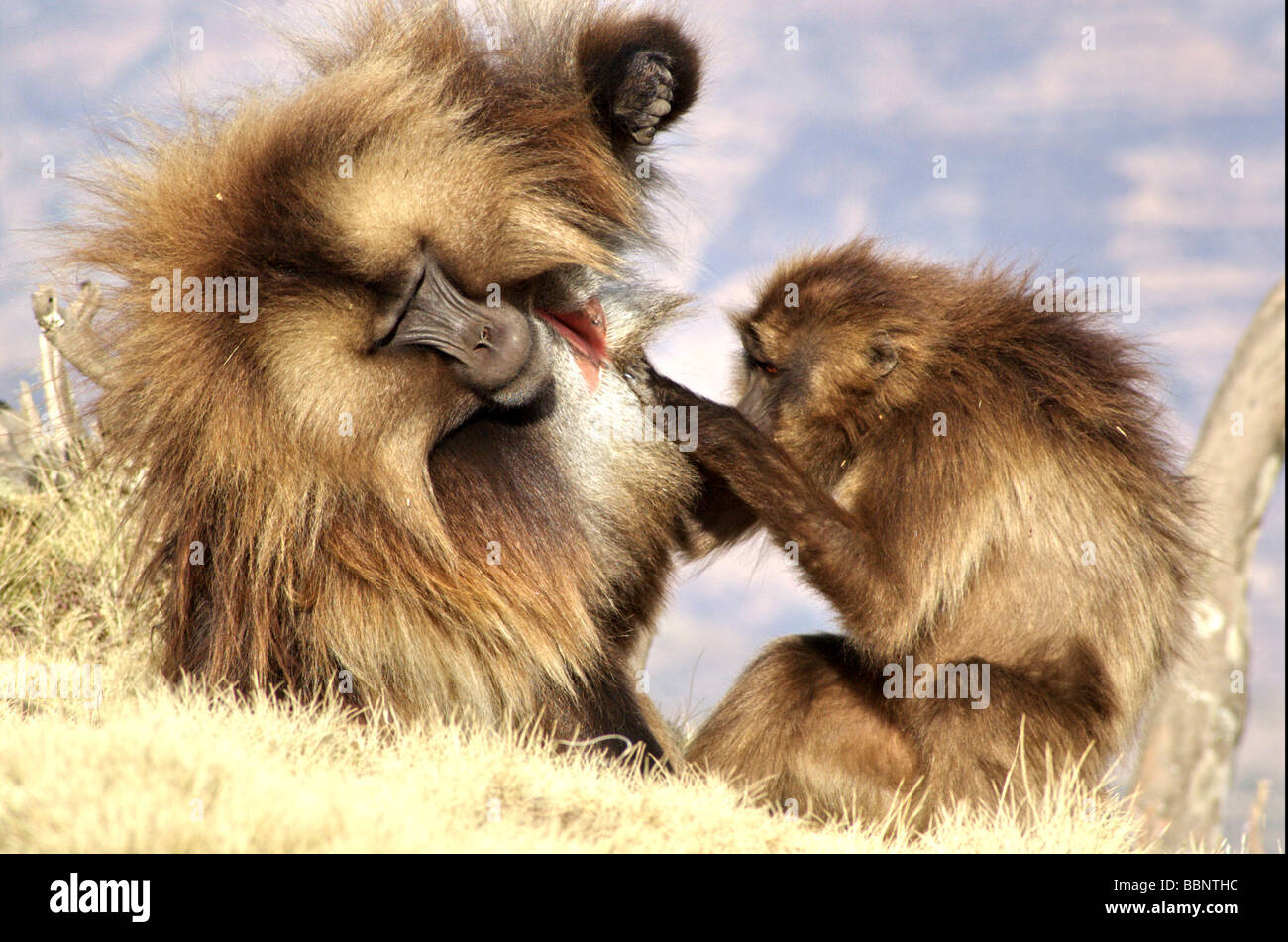 Africa Ethiopia Simien mountains Gelada monkeys Theropithecus gelada social activity Stock Photo