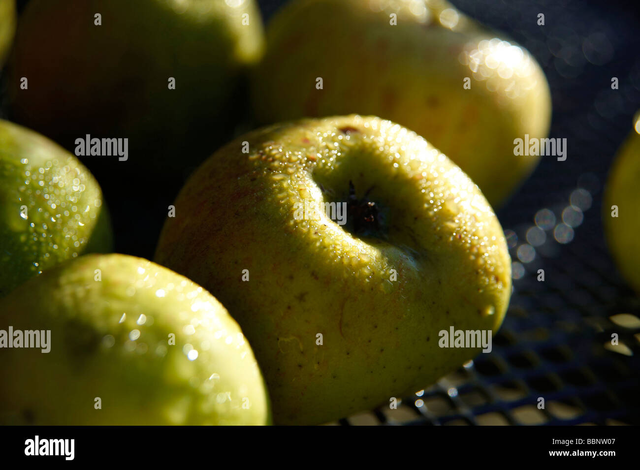 Apples in winter sun, UK Stock Photo