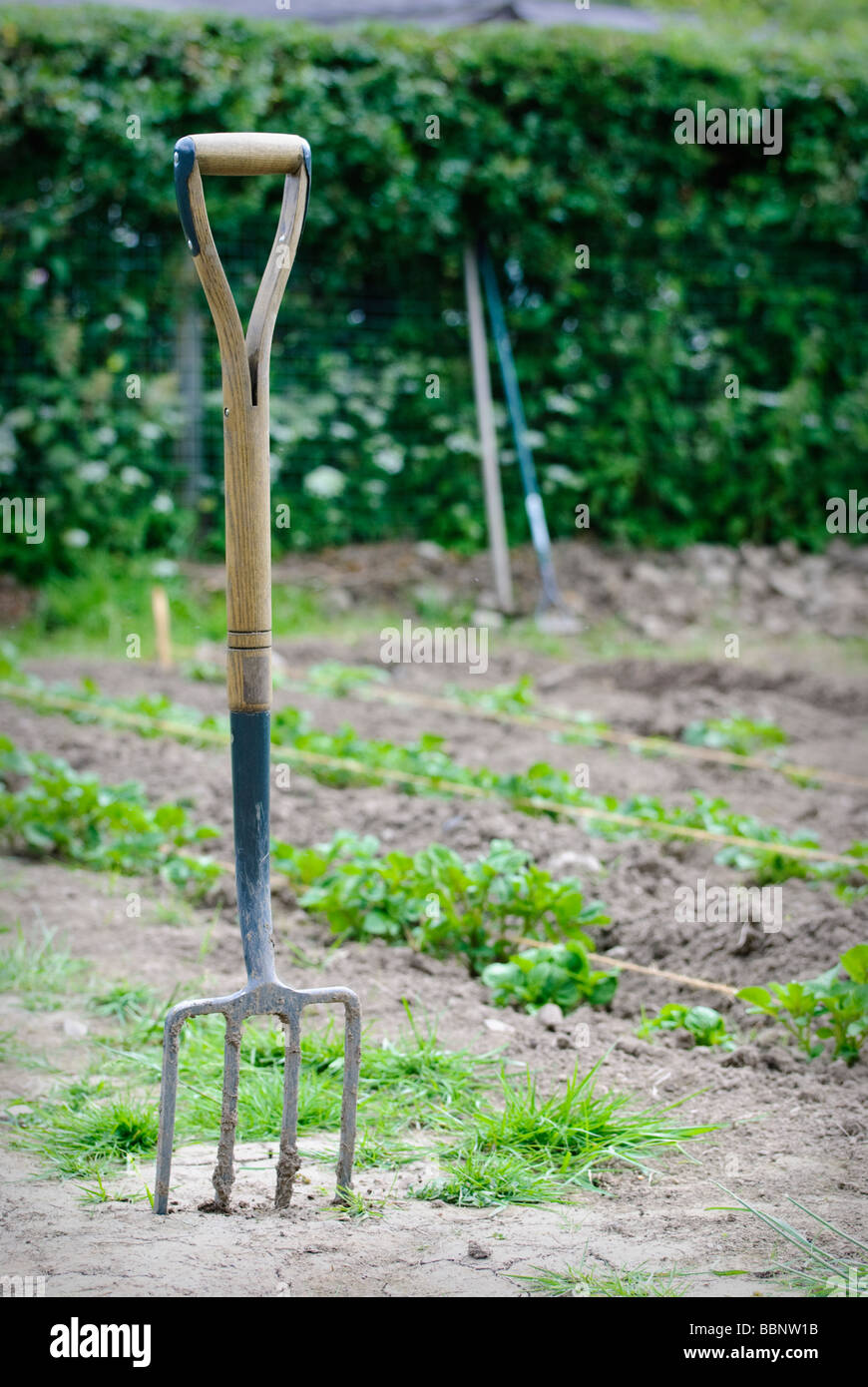 garden fork stuck in undug ground on allotment Stock Photo Alamy
