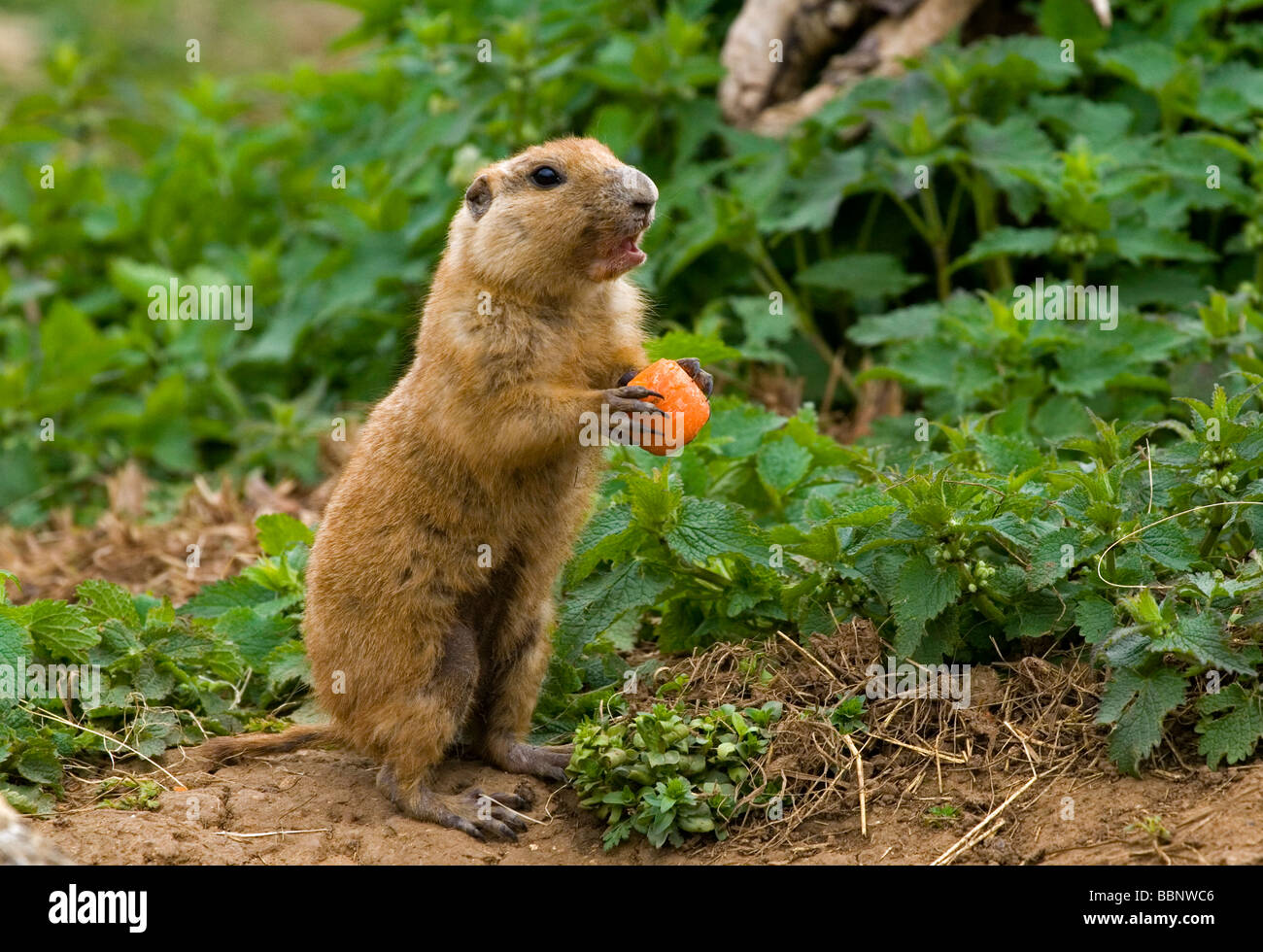 Black Tailed Prairie Dog Cynomys ludovicianus a rodent of the family sciuridae found in the Great Plains of North America Stock Photo