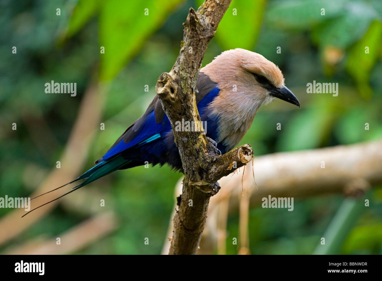 The Blue-bellied Roller, Coracias cyanogaster is a member of the roller family of birds which breeds from Senegal to Zaire Stock Photo