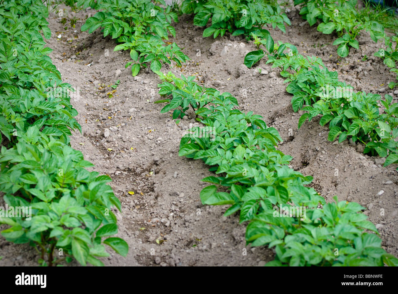 Earthing up potatoes hires stock photography and images Alamy