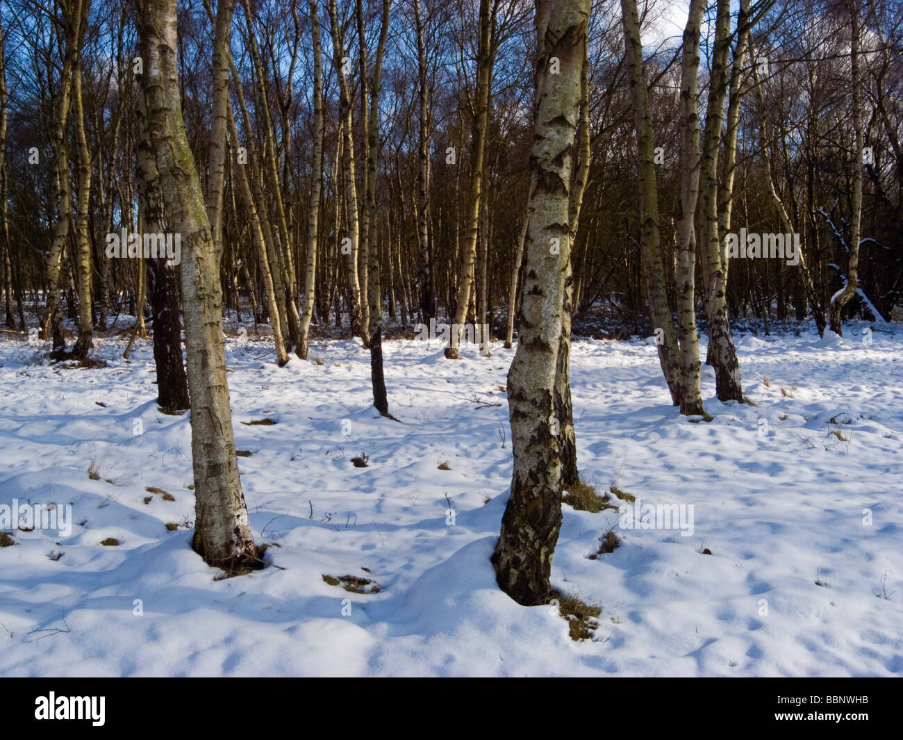 Silver Birch trees and snow on the ground at Cannock Chase in