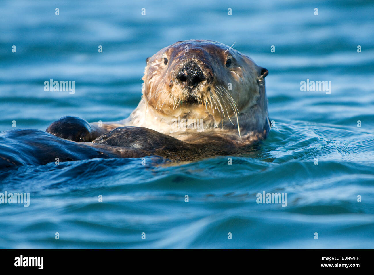 Sea otter Monterey Bay, California Stock Photo - Alamy