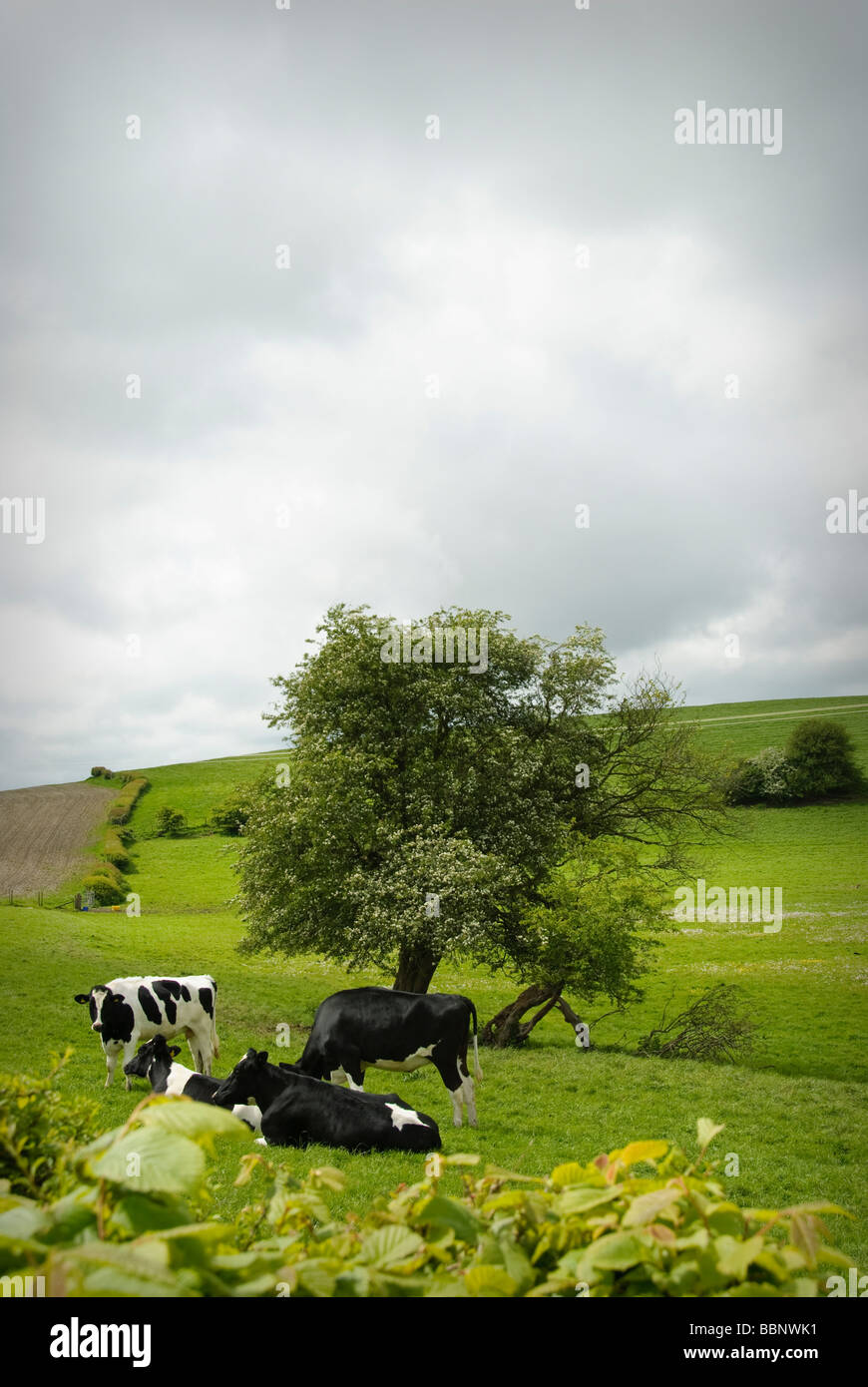 friesian cows in green field Stock Photo - Alamy