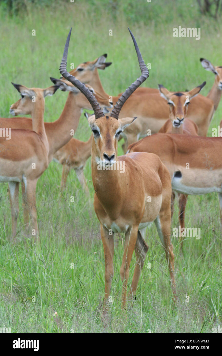 Impalas, Tanzania Stock Photo