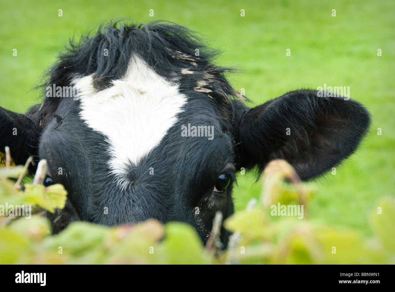friesian cow in green field Stock Photo - Alamy