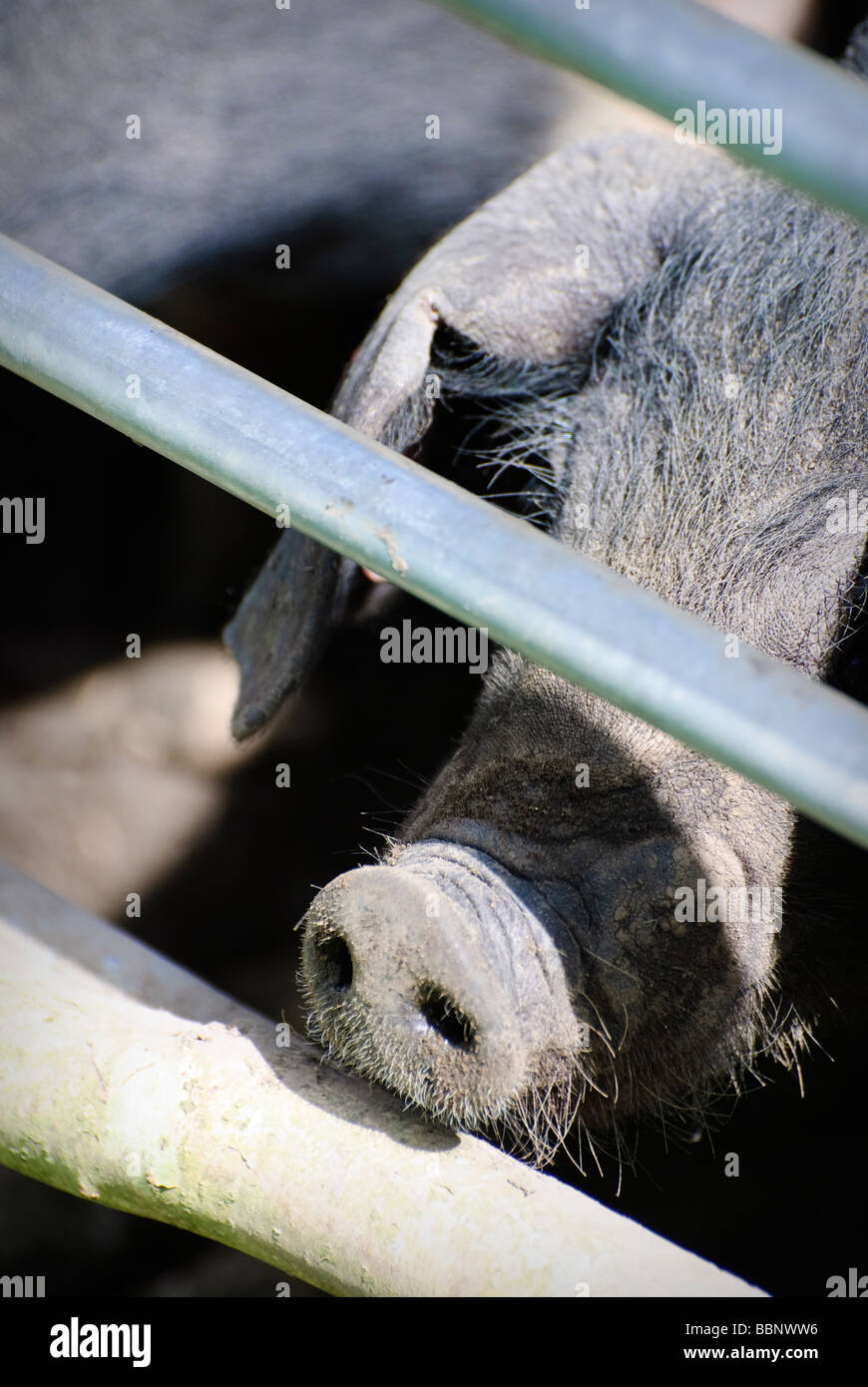 saddleback piglet looking through fence Stock Photo