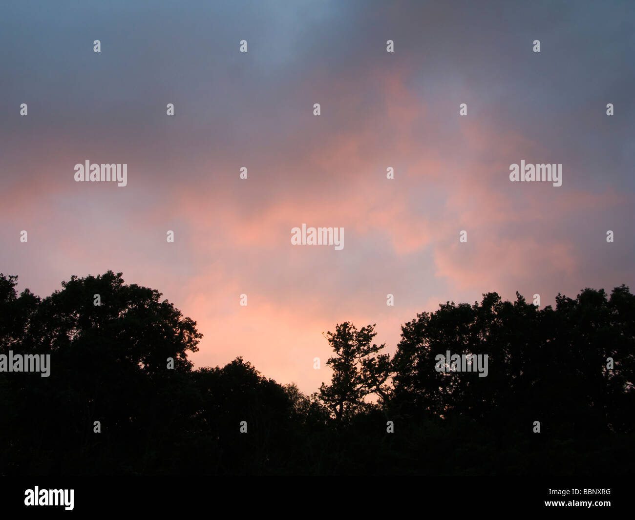 Red sky trees hi-res stock photography and images - Alamy