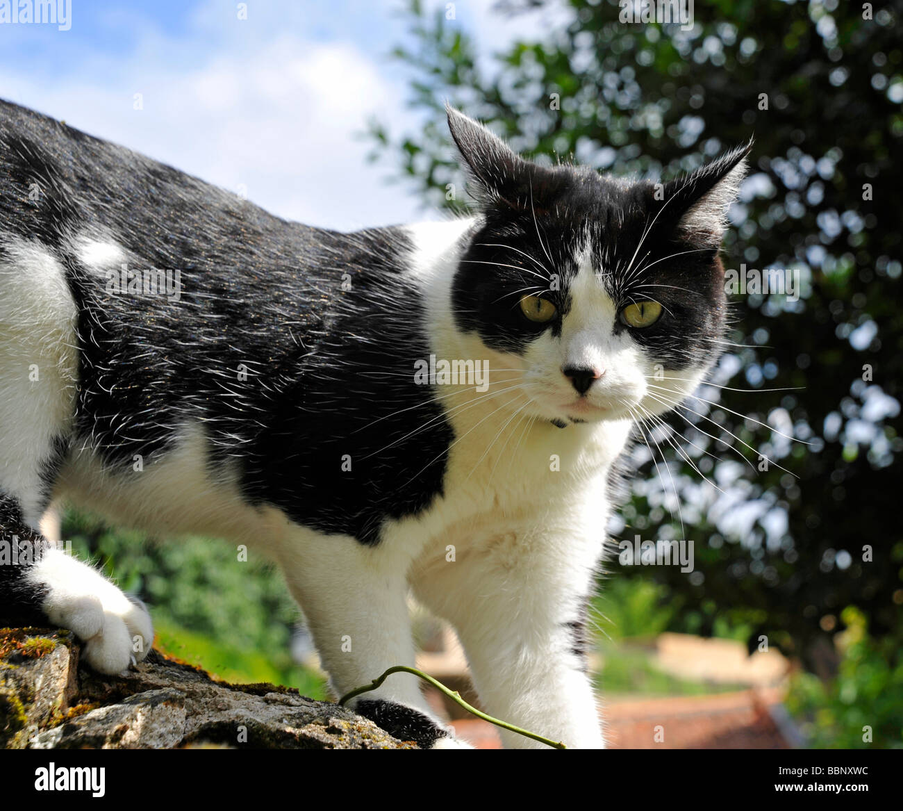 Funny animals Felix the black and white  cat prowling Stock Photo