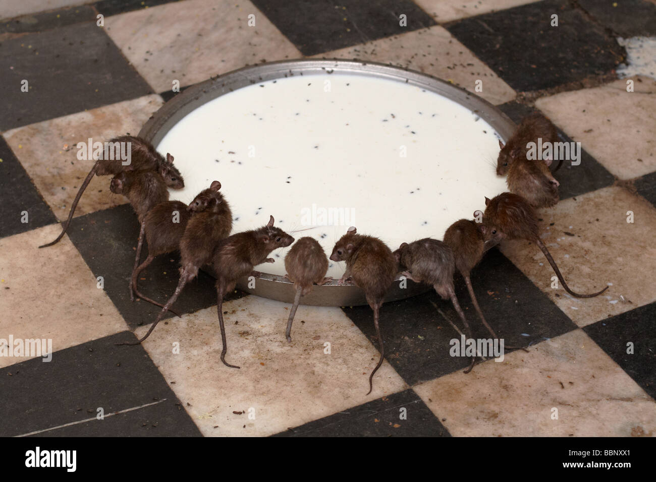 Rats drinking milk from a bowl at the Deshnok Karni Mata Temple near