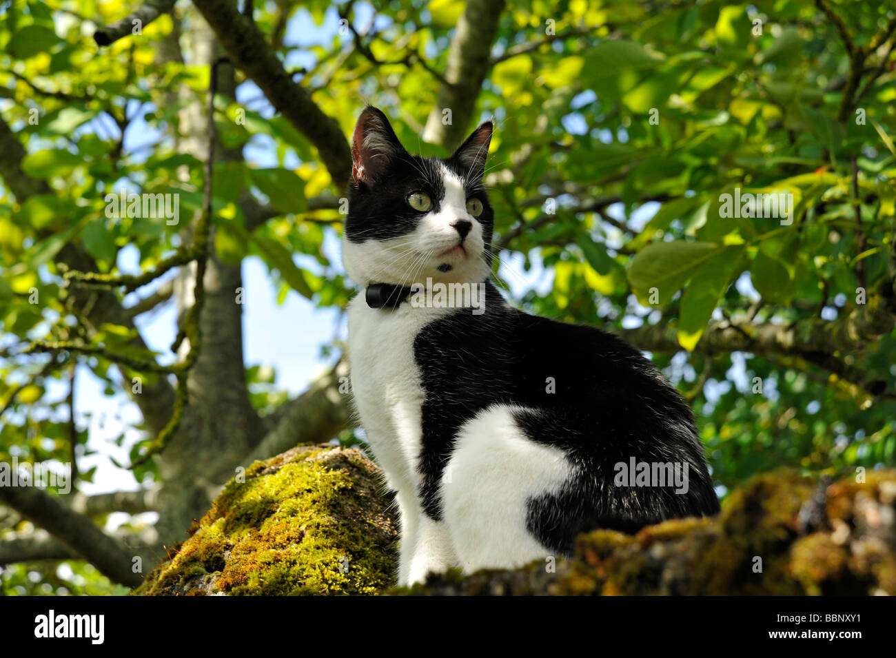 Page 8 Felix The Cat High Resolution Stock Photography And Images Alamy