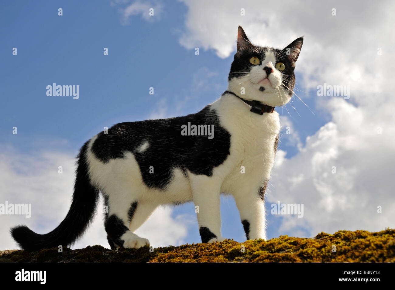 Funny animals Felix the black & white cat, looking very alert Stock Photo -  Alamy